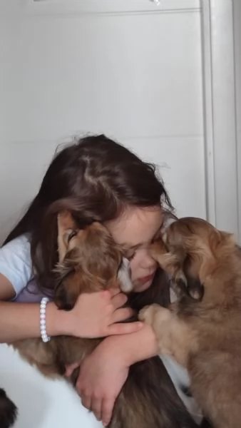 Two Shavanese  short haired havanese female puppies