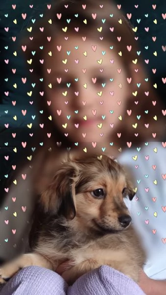 Two Shavanese  short haired havanese female puppies | Foto 2