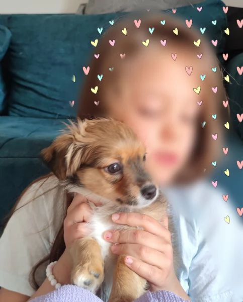 Two Shavanese  short haired havanese female puppies | Foto 1