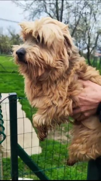 Two Shavanese  short haired havanese female puppies | Foto 0
