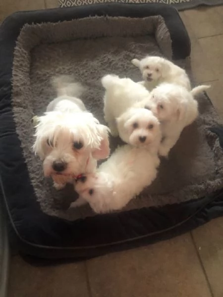 Bellissimi cuccioli maltesi in cerca di una nuova casa | Foto 3