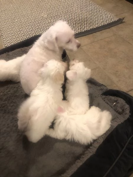 Bellissimi cuccioli maltesi in cerca di una nuova casa | Foto 2