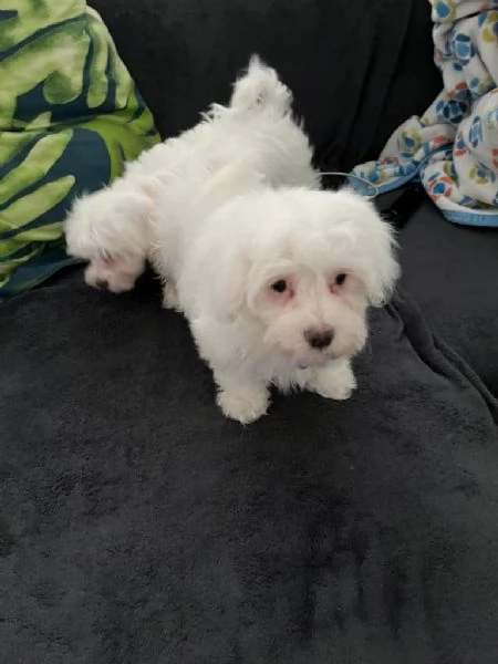 Bellissimi cuccioli maltesi in cerca di una nuova casa | Foto 0