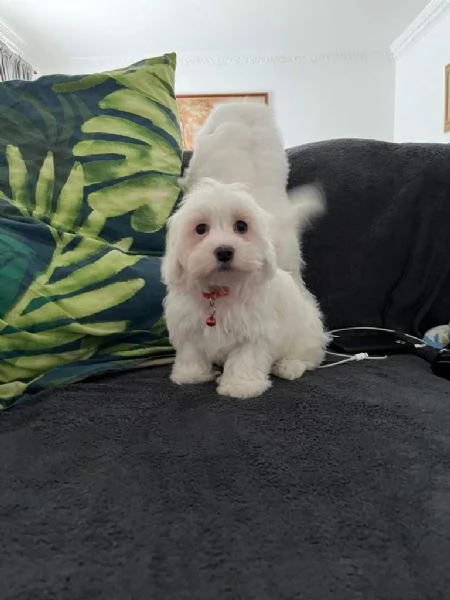 Bellissimi cuccioli maltesi in cerca di una nuova casa