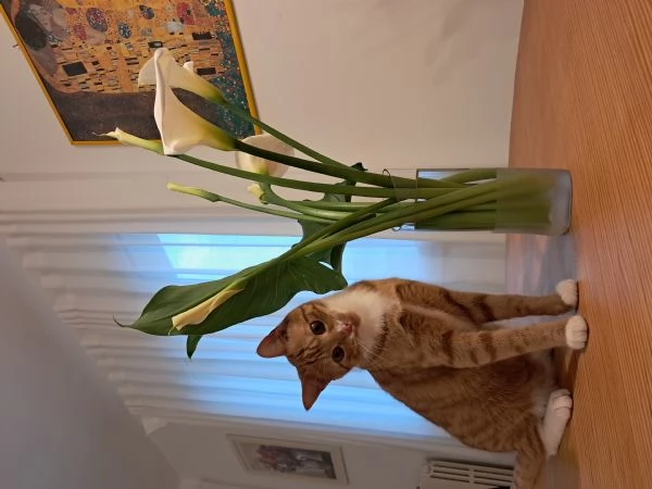 Mandarino cerca casa