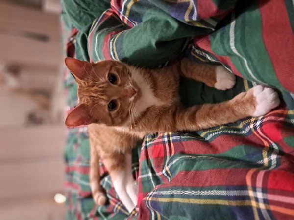 Mandarino cerca casa | Foto 0