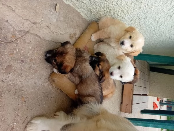 Meravigliosi cuccioli cercano casa | Foto 2