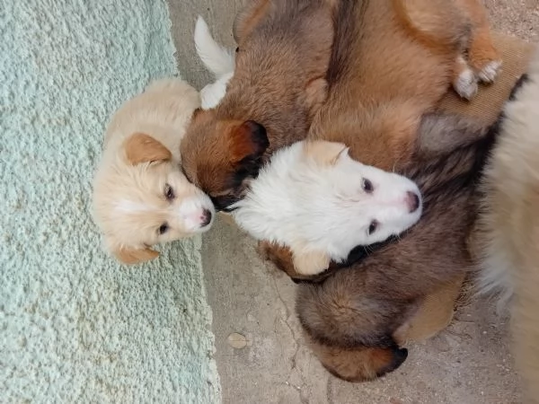 Meravigliosi cuccioli cercano casa | Foto 0