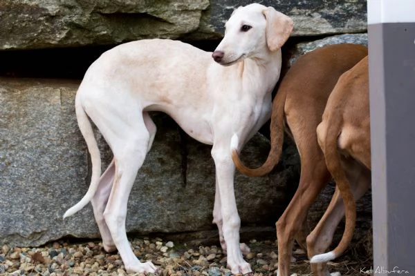 Cucciola azawakh levriero dei tuareg