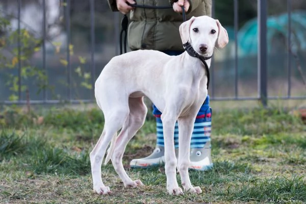 Cucciola azawakh levriero dei tuareg | Foto 1