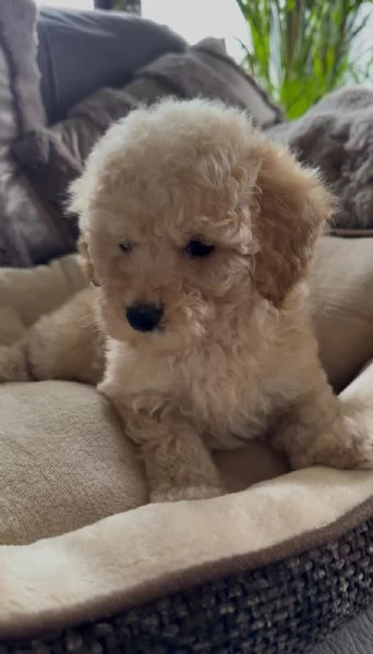 Stupendi barboncini | Foto 0