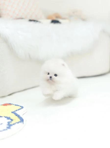 Cuccioli di Volpino Pomerania pronti per partire | Foto 2