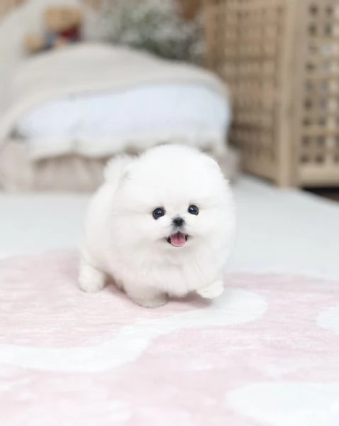 Cuccioli di Volpino Pomerania pronti per partire | Foto 0