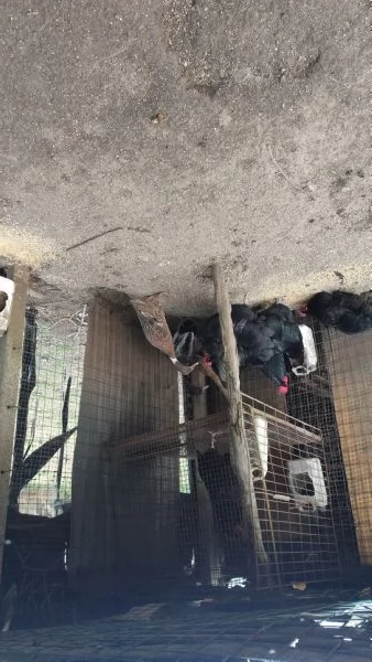 Anatre corritrici | Foto 1