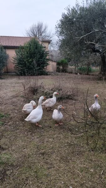 Oca romagnola  | Foto 0