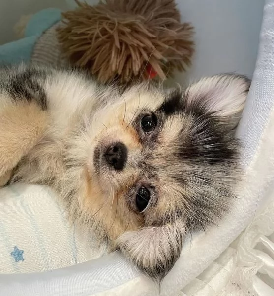 Cuccioli di Chihuahua di razza pura