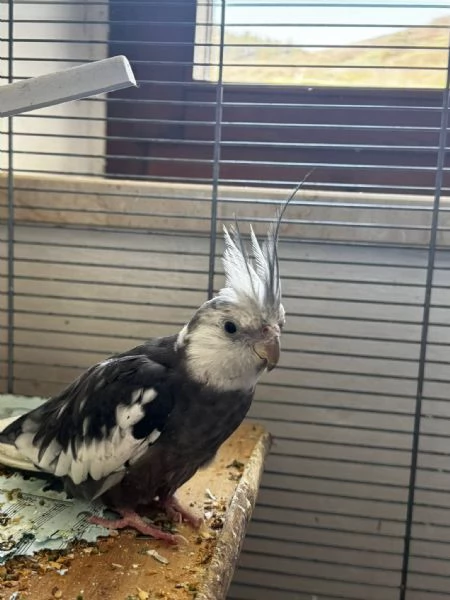 Coppia calopsite | Foto 0