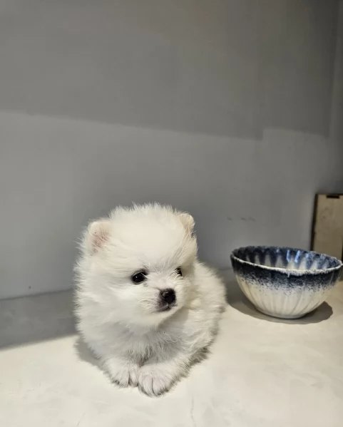 Bellissimi Pomerania per adozione | Foto 5