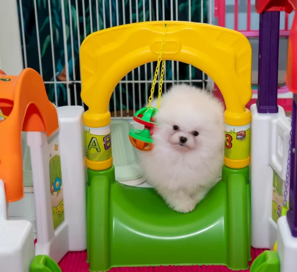 Bellissimi Pomerania per adozione