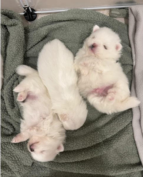 Bellissimi Pomerania per adozione | Foto 1