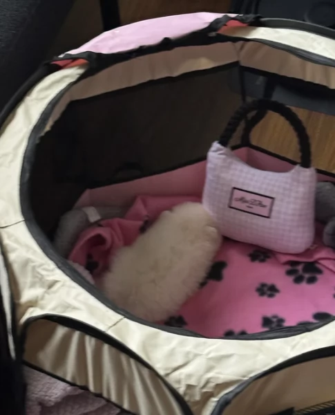 Bellissimi Pomerania per adozione | Foto 5