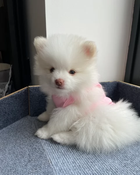Bellissimi Pomerania per adozione | Foto 5