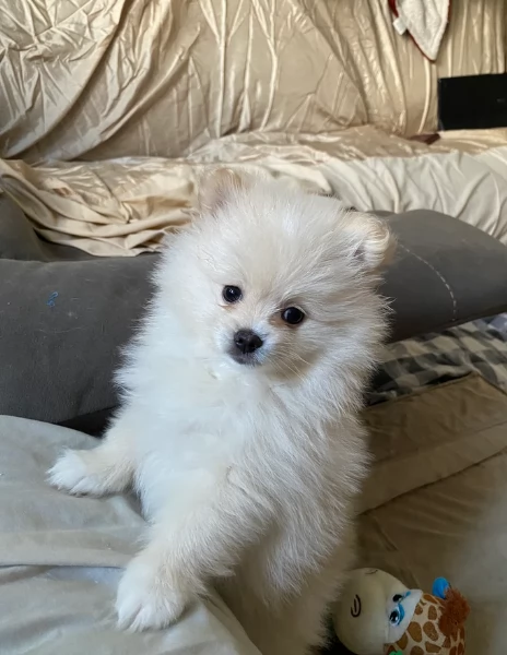 Bellissimi Pomerania per adozione | Foto 5