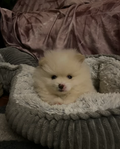 Bellissimi Pomerania per adozione | Foto 4