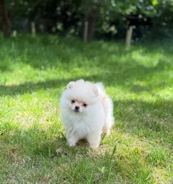 Bellissimi Pomerania per adozione