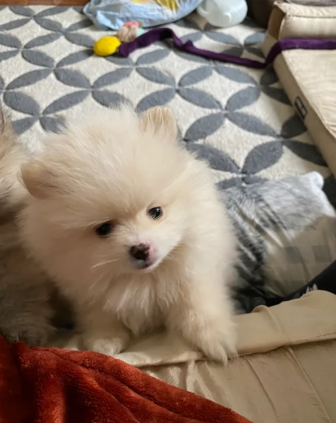 Bellissimi Pomerania per adozione | Foto 1
