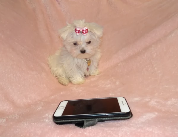 stupendi Maltese cuccioli di taglia piccola per adozione | Foto 5