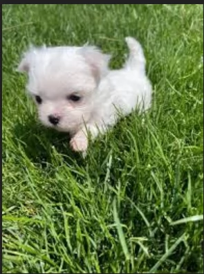stupendi Maltese cuccioli di taglia piccola per adozione | Foto 3