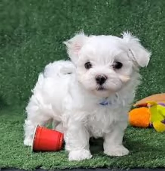stupendi Maltese cuccioli di taglia piccola per adozione | Foto 4