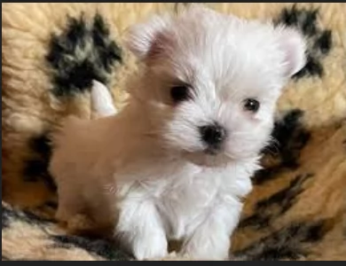 stupendi Maltese cuccioli di taglia piccola per adozione | Foto 3