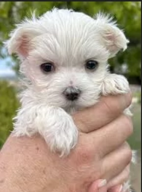 stupendi Maltese cuccioli di taglia piccola per adozione | Foto 2