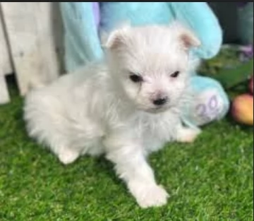 stupendi Maltese cuccioli di taglia piccola per adozione
