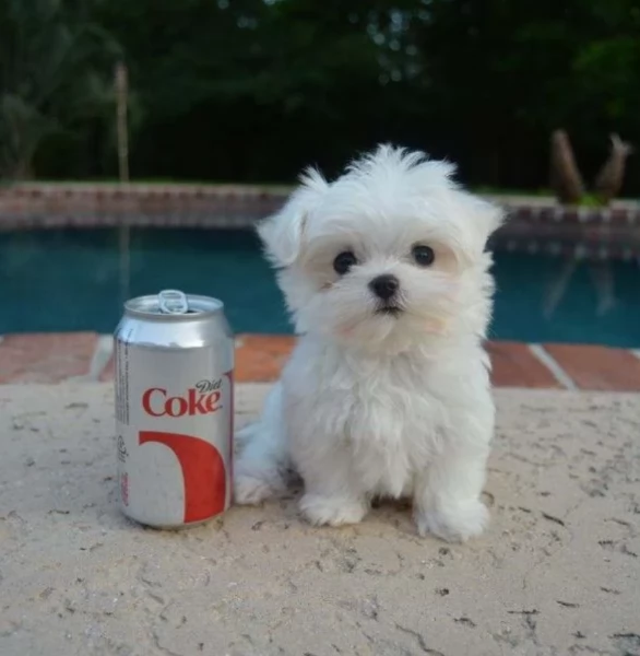 stupendi Maltese cuccioli di taglia piccola per adozione | Foto 1