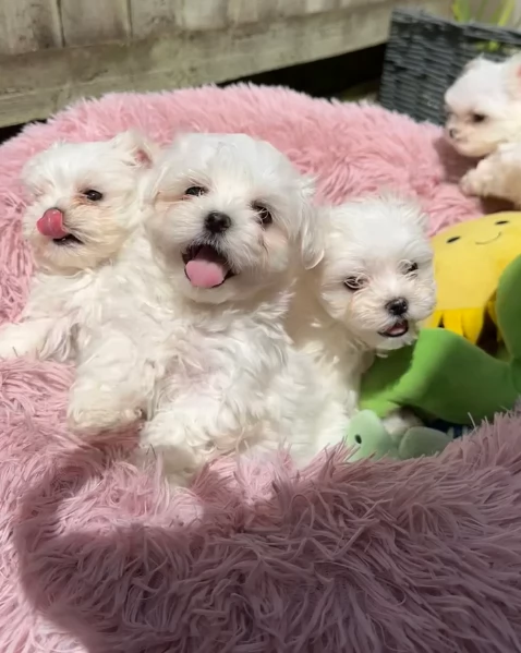 stupendi Maltese cuccioli di taglia piccola per adozione | Foto 5