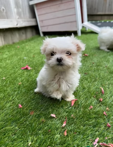 stupendi Maltese cuccioli di taglia piccola per adozione | Foto 3