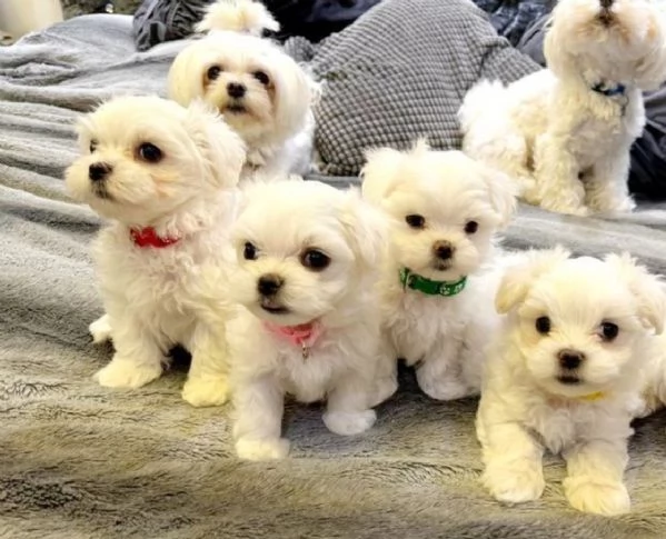 stupendi Maltese cuccioli di taglia piccola per adozione | Foto 2