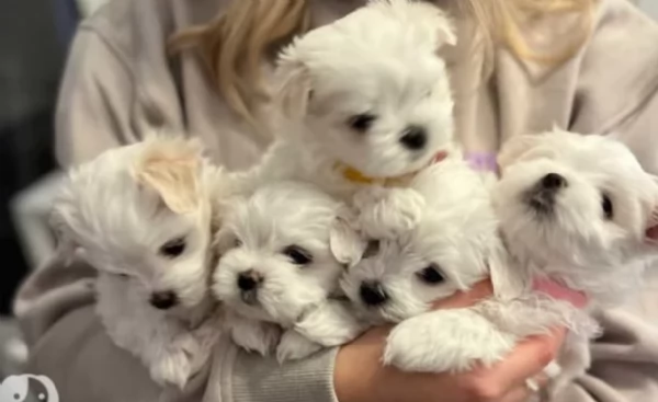 stupendi Maltese cuccioli di taglia piccola per adozione | Foto 3
