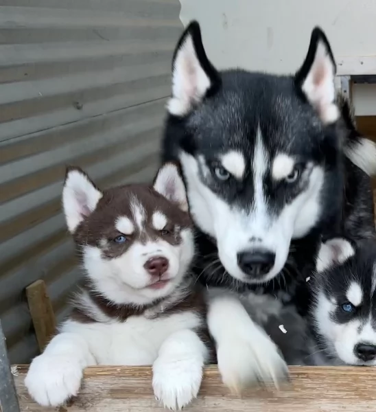 stupendi cuccioli di Siberian Husky disponibili per adozione