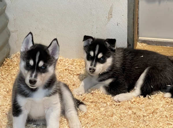 stupendi cuccioli di Siberian Husky disponibili per adozione | Foto 5