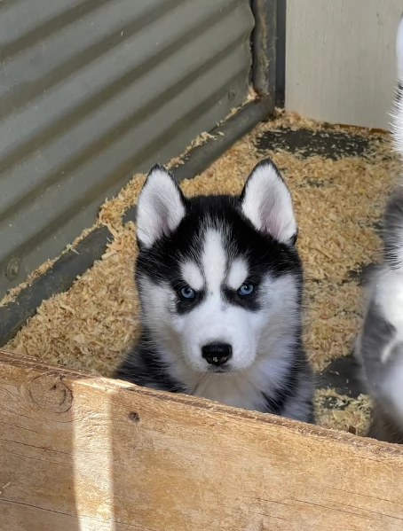 stupendi cuccioli di Siberian Husky disponibili per adozione | Foto 5
