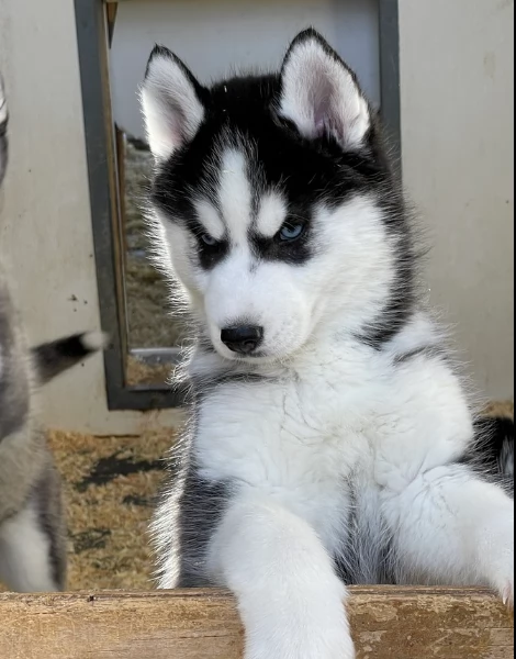 stupendi cuccioli di Siberian Husky disponibili per adozione | Foto 4