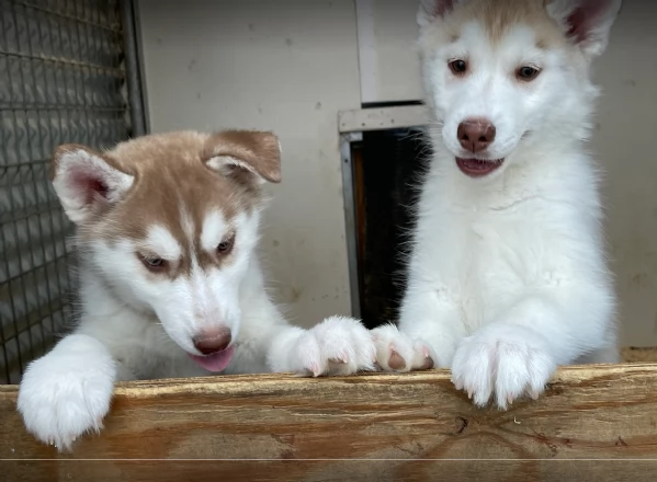 stupendi cuccioli di Siberian Husky disponibili per adozione | Foto 1