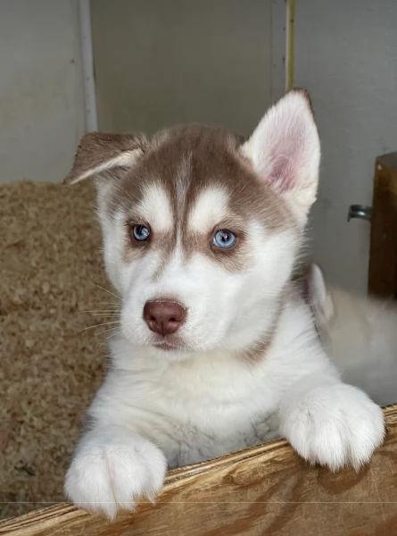 stupendi cuccioli di Siberian Husky disponibili per adozione