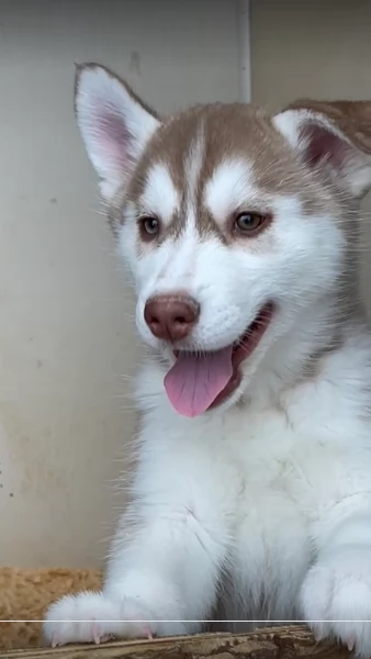 stupendi cuccioli di Siberian Husky disponibili per adozione | Foto 6