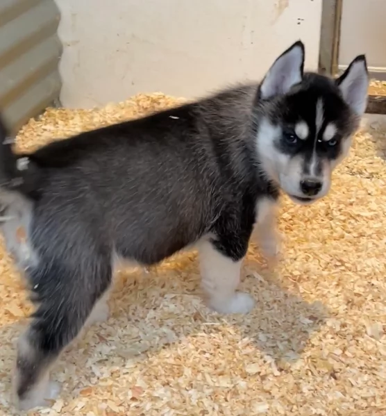 stupendi cuccioli di Siberian Husky disponibili per adozione