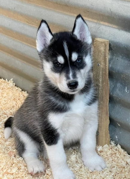 stupendi cuccioli di Siberian Husky disponibili per adozione | Foto 3